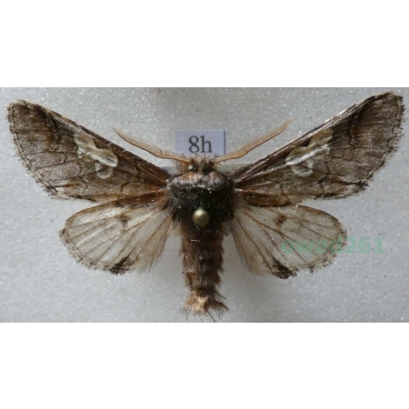 Diloba caeruleocephala (Linnaeus, 1758) male Bielmica sinogłówka Czech8h